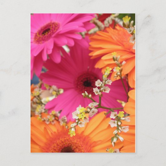 Gerber Daisy Briefkaart (Voorkant)