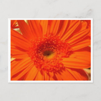 gerber daisy briefkaart