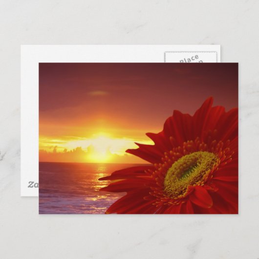 Gerber Daisy en sunset Briefkaart (Voorkant / Achterkant)