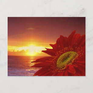 Gerber Daisy en sunset Briefkaart