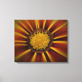 Gerber Daisy in Black Vignette Canvas (Voorkant)