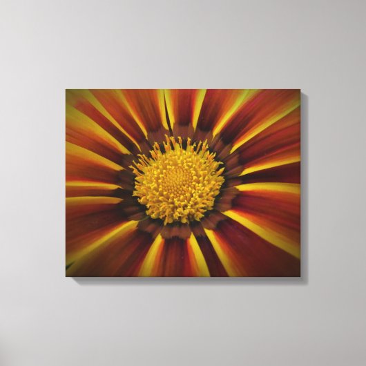 Gerber Daisy in Black Vignette Canvas (Voorkant)