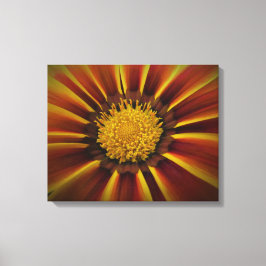 Gerber Daisy in Black Vignette Canvas Afdruk