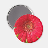 Gerber Daisy Magnet (Voorkant / Achterkant)