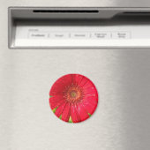 Gerber Daisy Magnet (Insitu (Vaatwasser))