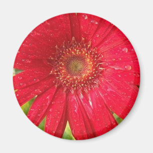 Gerber Daisy Magnet