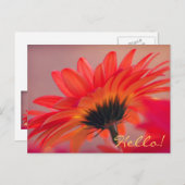 Gerber Daisy Photo Briefkaart (Voorkant / Achterkant)