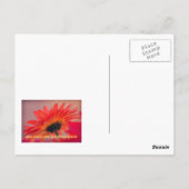 Gerber Daisy Photo Briefkaart (Achterkant)