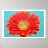Gerber Daisy Poster (Voorkant)