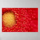 Gerber Daisy Poster (Voorkant)
