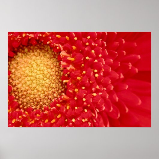 Gerber Daisy Poster (Voorkant)