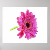 Gerber Daisy Poster Print (Voorkant)