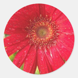 Gerber Daisy Sticker