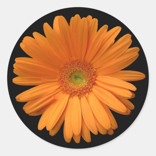 Gerber Daisy sticker (Voorkant)