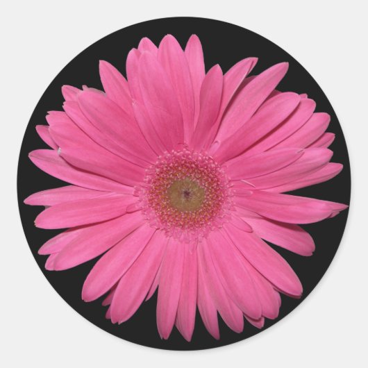Gerber Daisy sticker (Voorkant)