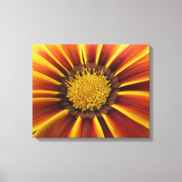 Gerber Daisy Up Close en Personal Canvas