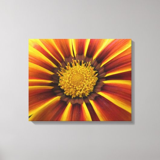 Gerber Daisy Up Close en Personal Canvas (Voorkant)