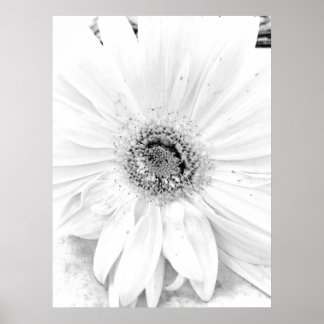Gerber Daisy Upclose Poster