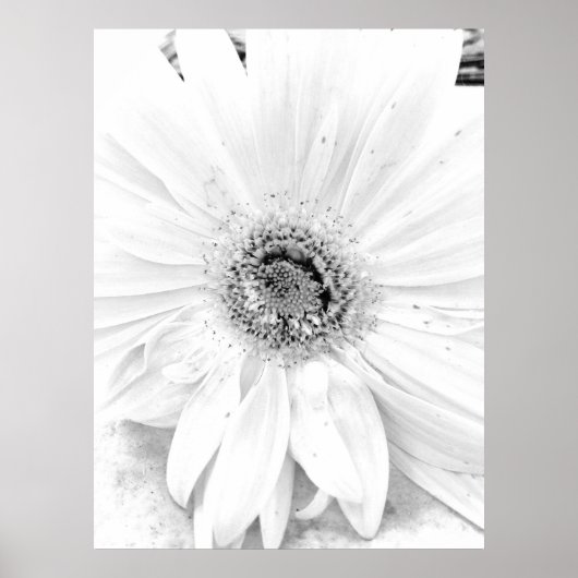 Gerber Daisy Upclose Poster (Voorkant)