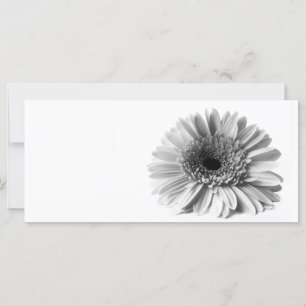Gerbera