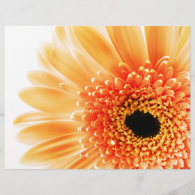 Gerbera (Voorkant)