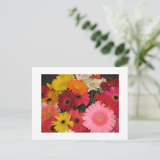 Gerbera bloemen briefkaart (Staand voorkant)