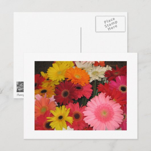 Gerbera bloemen briefkaart (Voorkant / Achterkant)