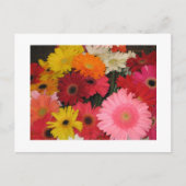 Gerbera bloemen briefkaart (Voorkant)