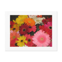 Gerbera bloemen