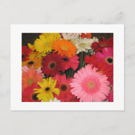 Gerbera bloemen briefkaart