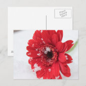 Gerbera Briefkaart (Voorkant / Achterkant)