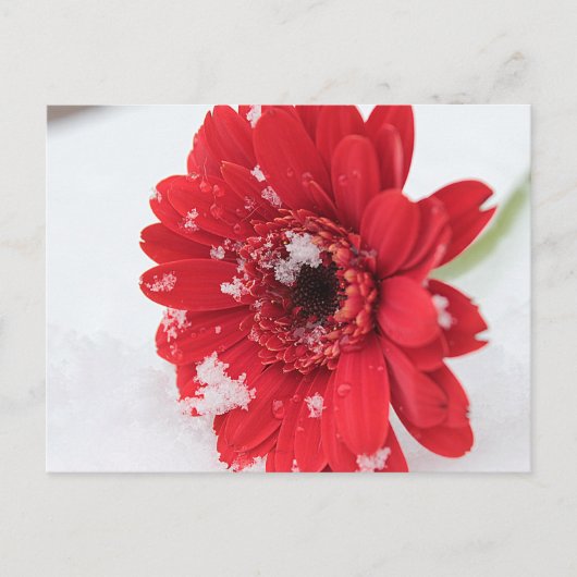 Gerbera Briefkaart (Voorkant)