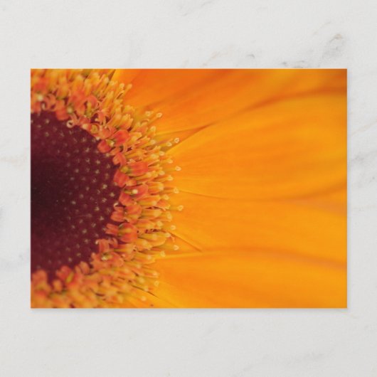Gerbera Briefkaart (Voorkant)