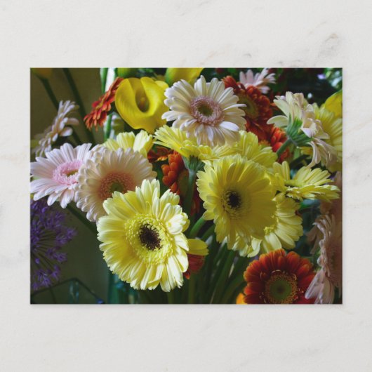 Gerbera Briefkaart (Voorkant)