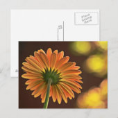 Gerbera Briefkaart (Voorkant / Achterkant)