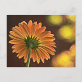 Gerbera Briefkaart (Voorkant)