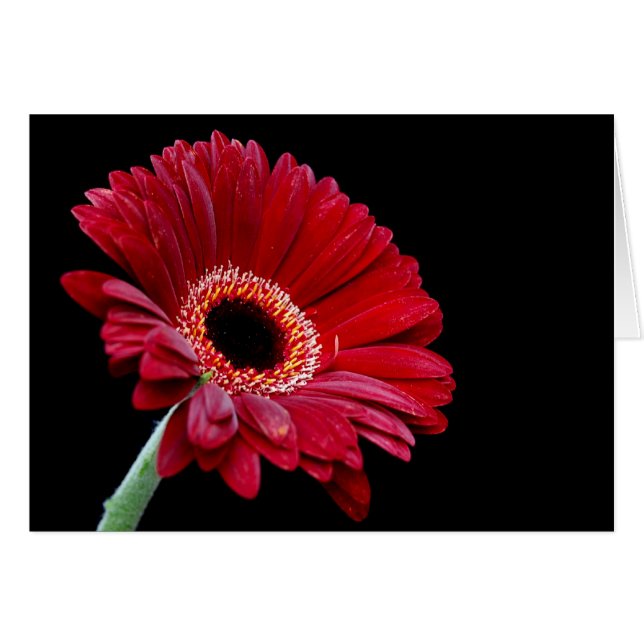 Gerbera Card (Voorkant Horizontaal)