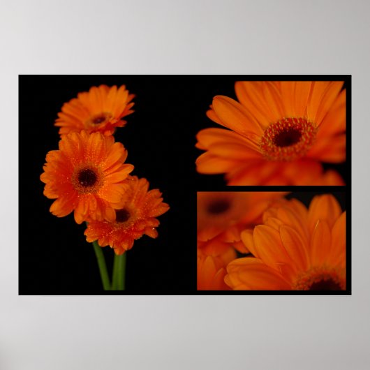 Gerbera collage poster (Voorkant)