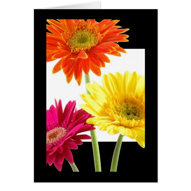 Gerbera Daisies (Voorkant)