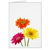 Gerbera Daisies (Voorkant)