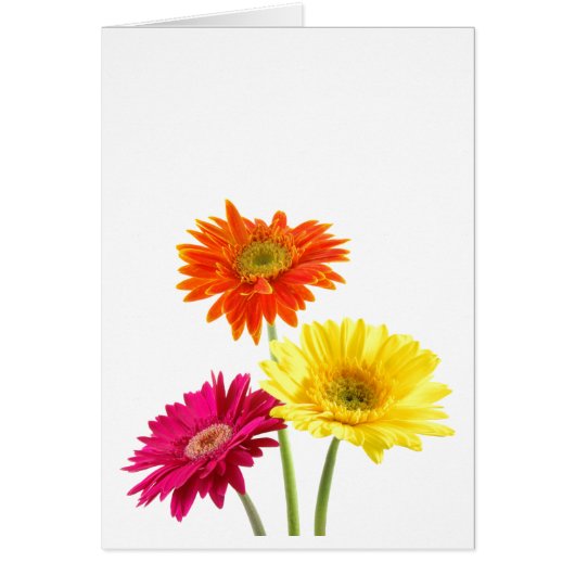 Gerbera Daisies (Voorkant)