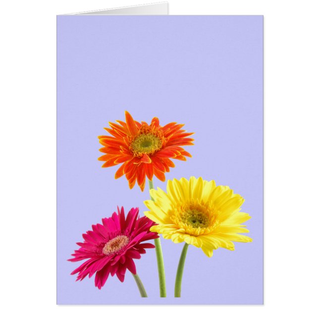 Gerbera Daisies (Voorkant)