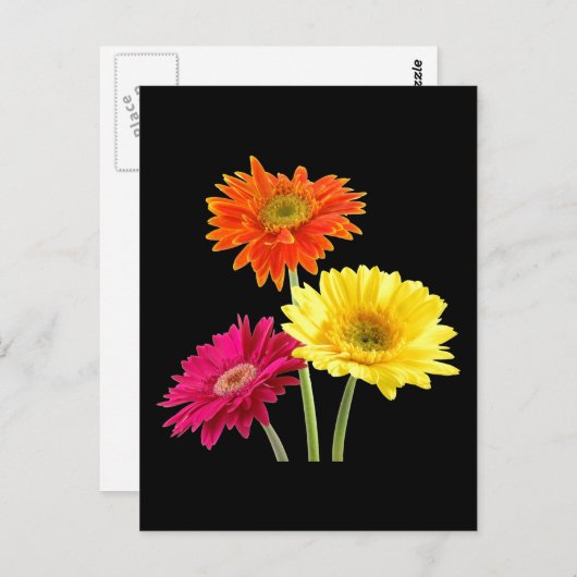 Gerbera Daisies Briefkaart (Voorkant / Achterkant)