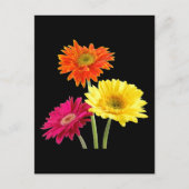 Gerbera Daisies Briefkaart (Voorkant)