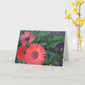 Gerbera Daisies krijgen een goede Kaart (Gele Bloem)