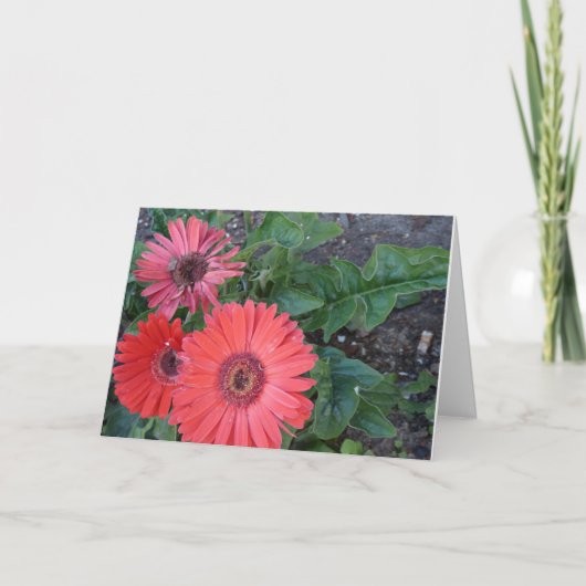 Gerbera Daisies krijgen een goede Kaart (Voorkant)