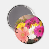 Gerbera Daisies Magneet (Voorkant / Achterkant)