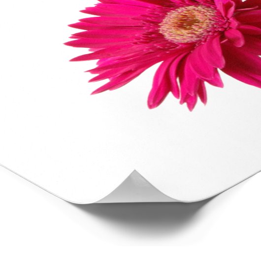 Gerbera Daisies Poster (Hoek)