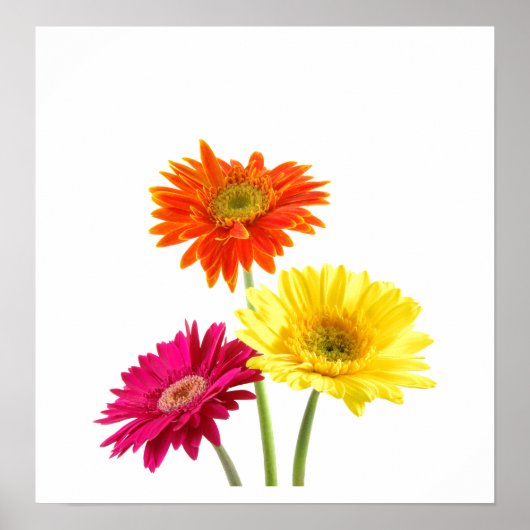 Gerbera Daisies Poster (Voorkant)