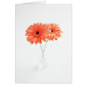 Gerbera Daisies, Sinaasappel